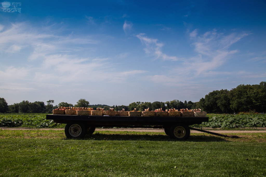farm picture 26
