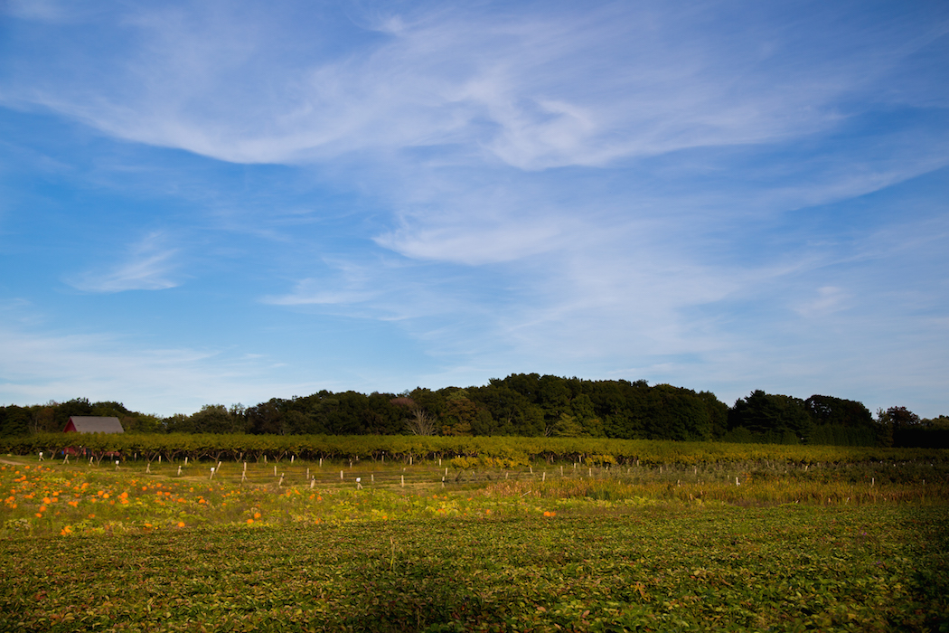 apple farm