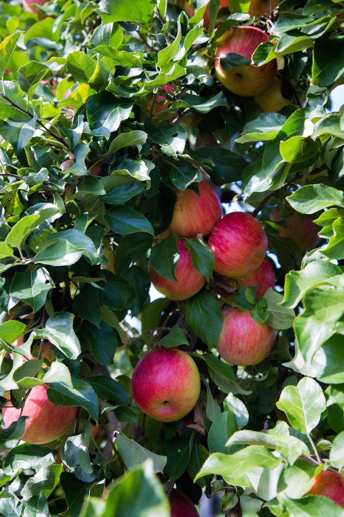 apples in bush 3