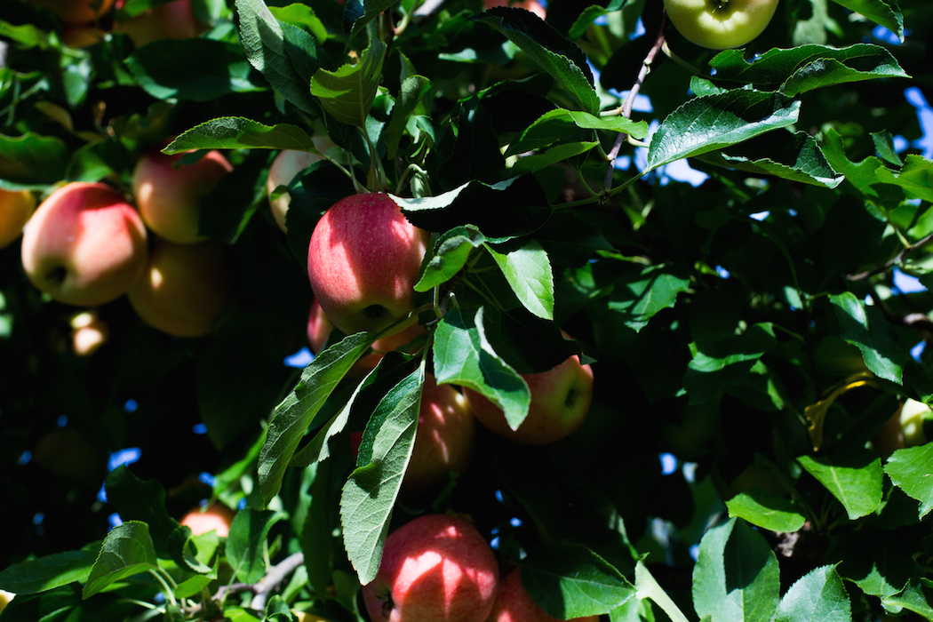 apples in bush