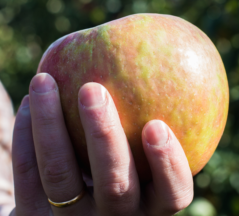 apples in hand