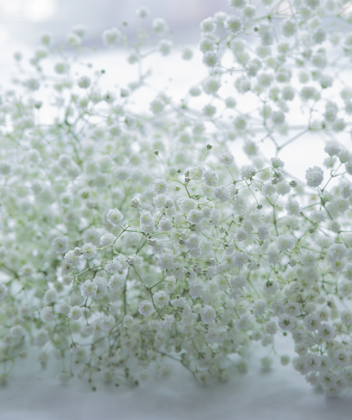 baby's breath