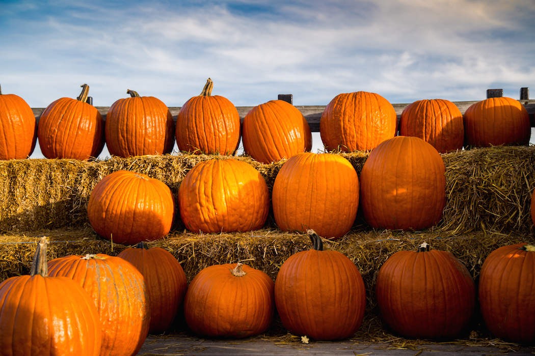 pumpkins with evening light