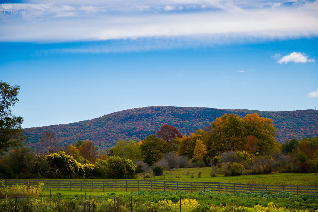 fall color 3