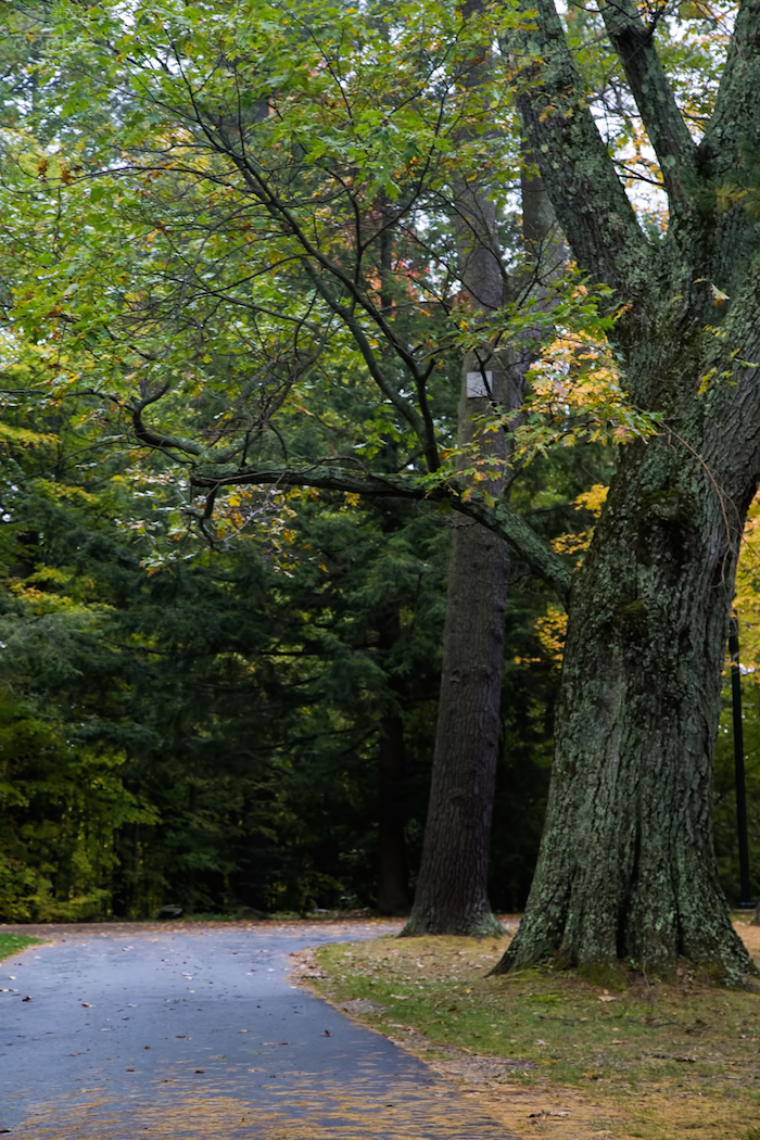 fall color 9