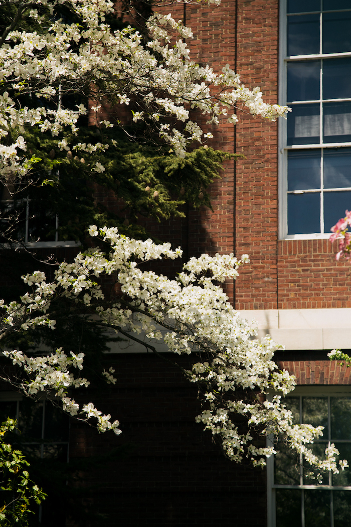 flowers 3