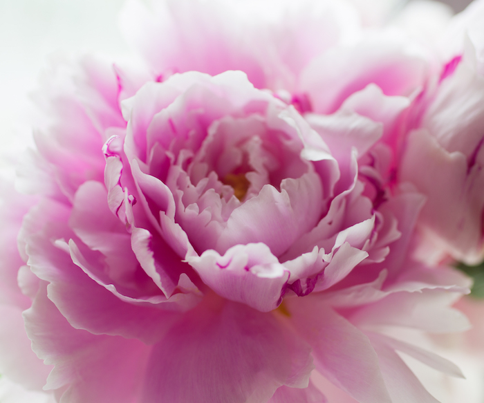 peonies