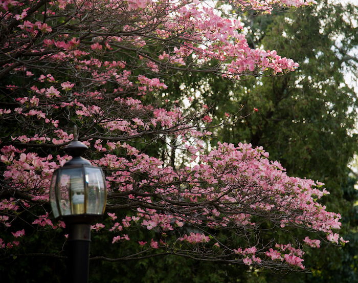 pink flowers