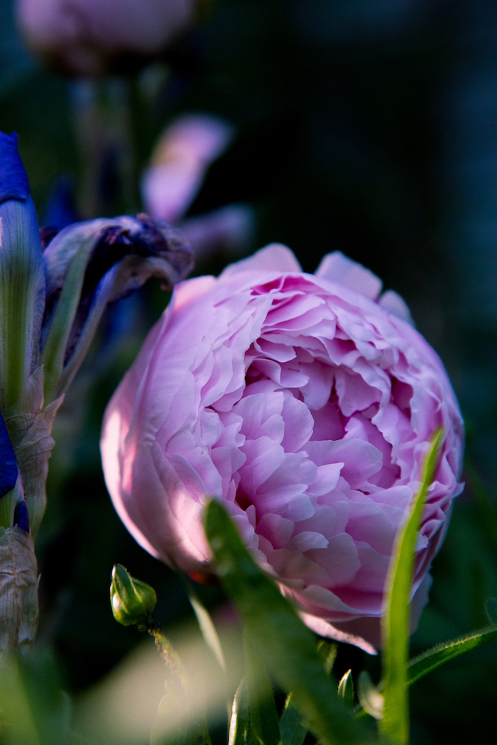 peonies