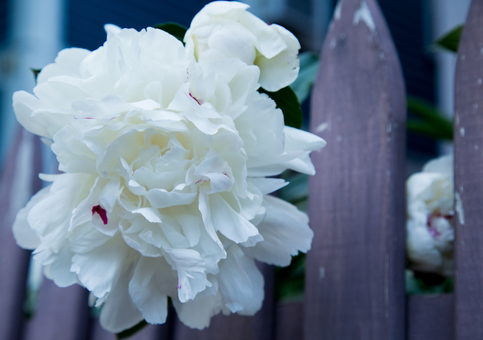 white peonies