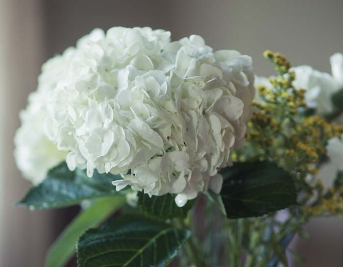 hydrangea