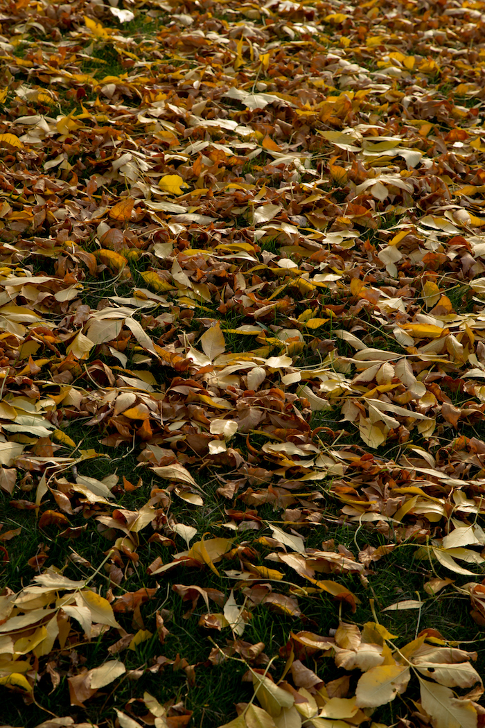 leaves-2