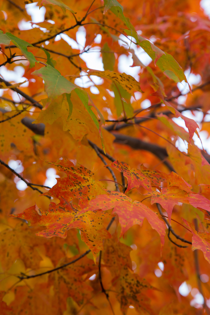 orange-leaves