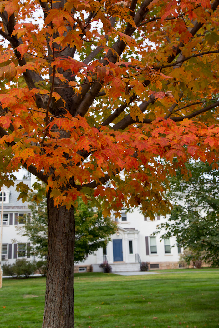 orange-tree