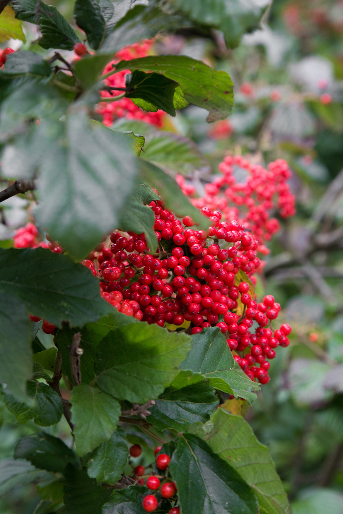 red-berries