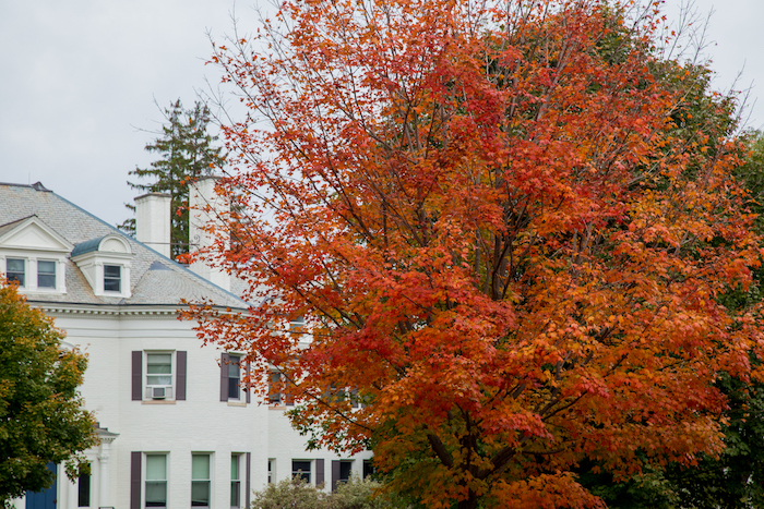white-house-red-tree