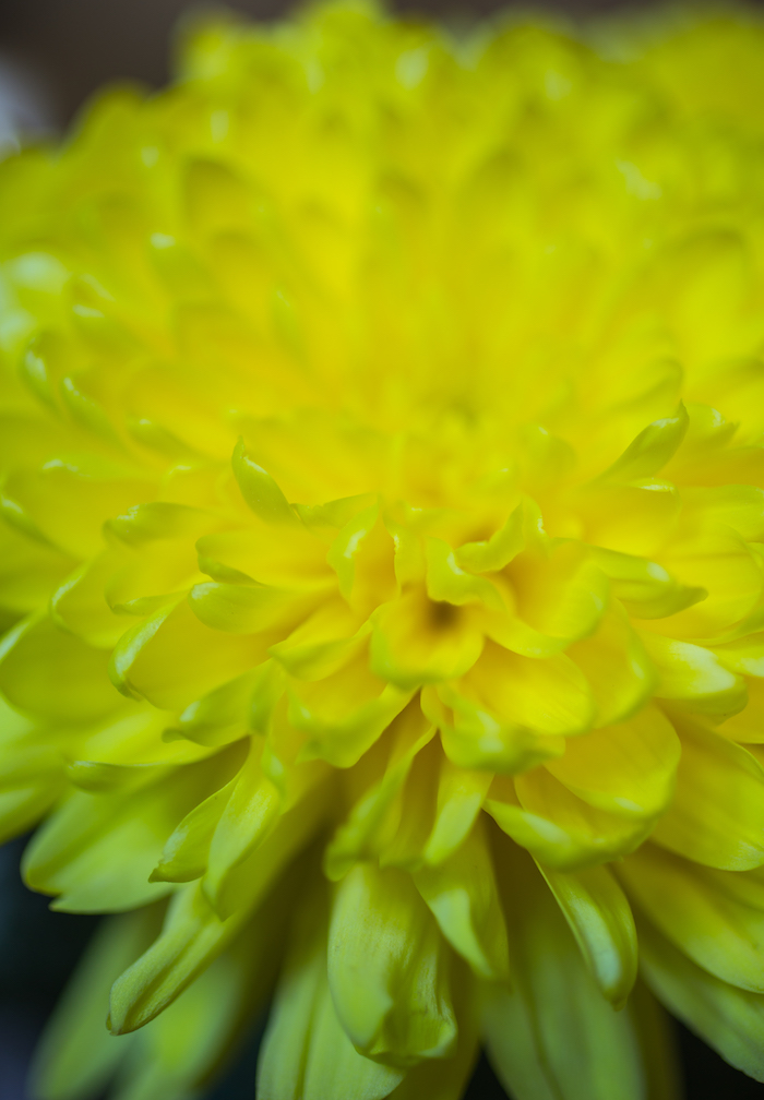 yellow-flower