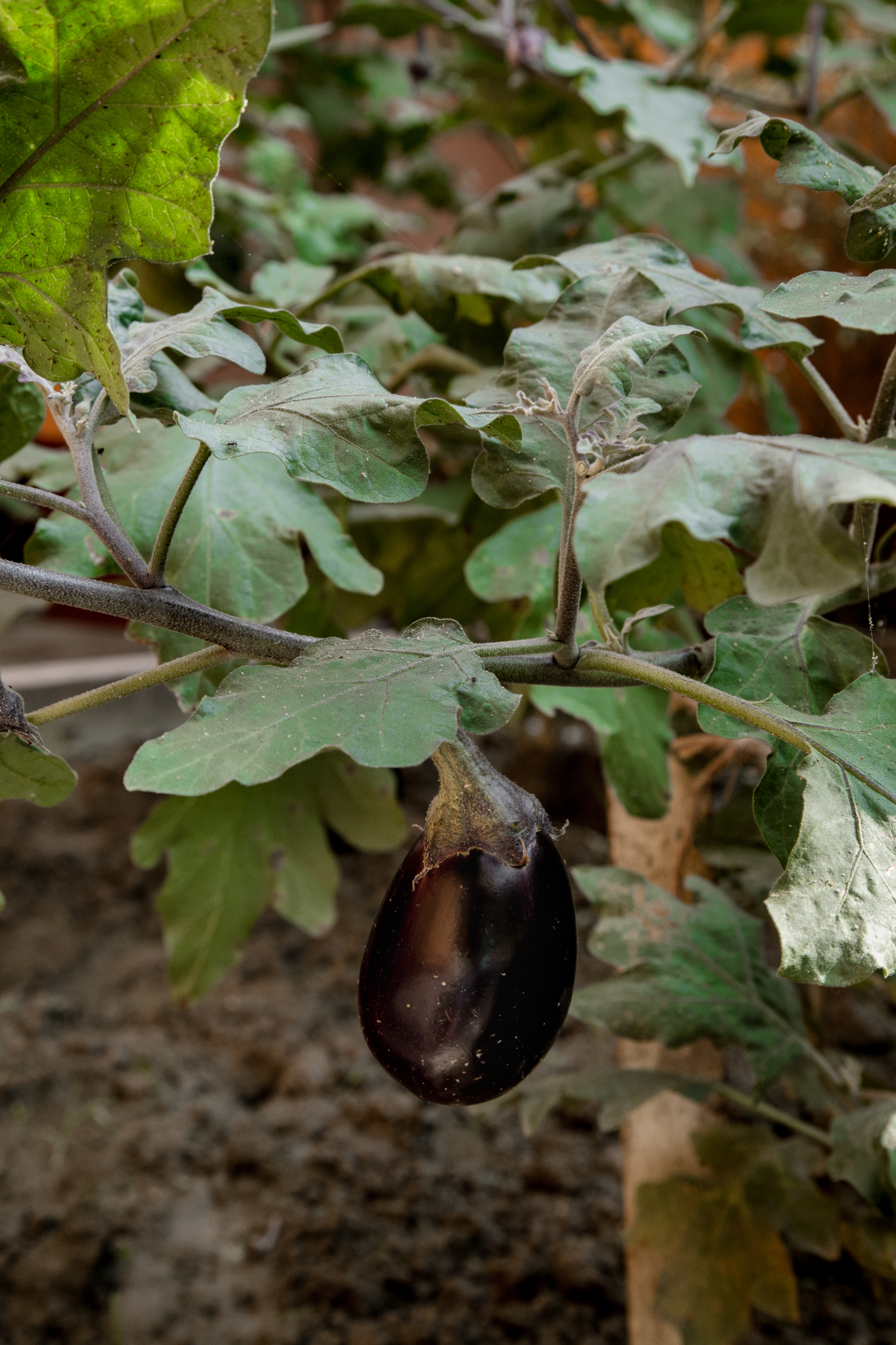 eggplant